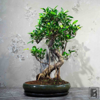 Бонсай Баньян 30 лет