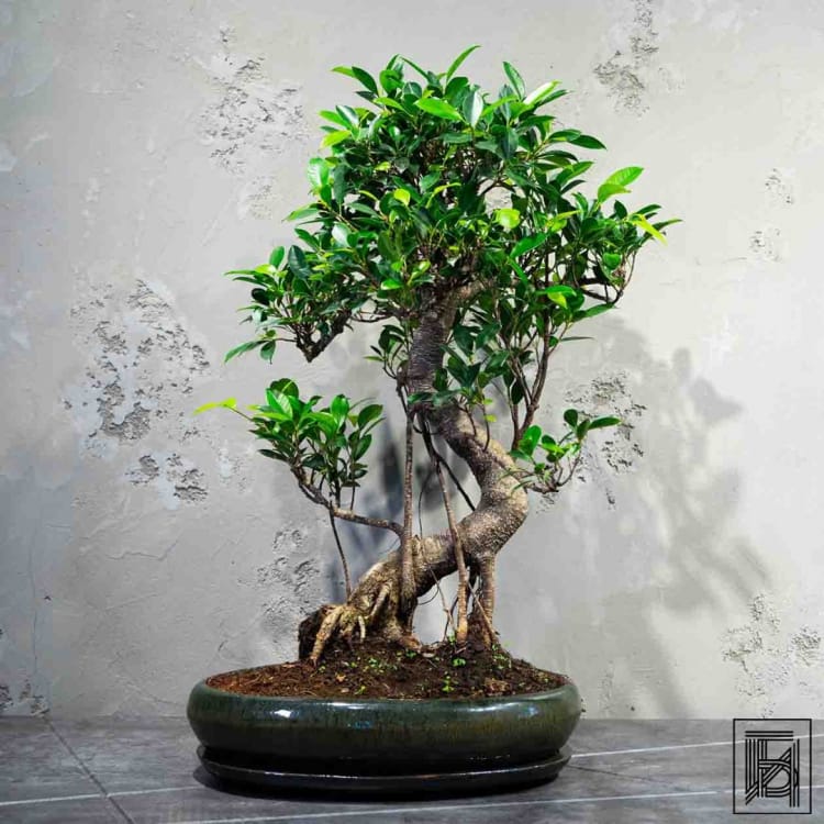 Бонсай Баньян 30 лет