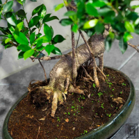 Бонсай Баньян 30 лет