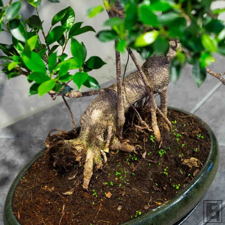 Бонсай Баньян 30 лет