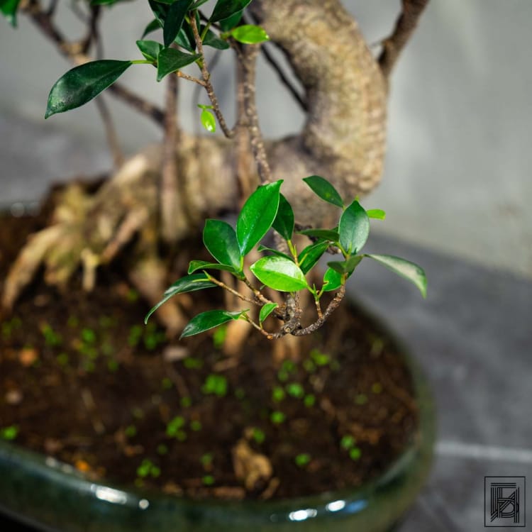 Бонсай Баньян 30 лет