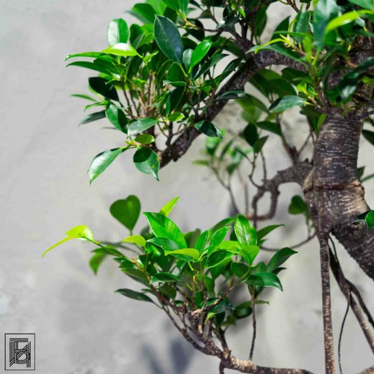 Бонсай Баньян 30 лет