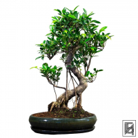 Бонсай Баньян 30 лет