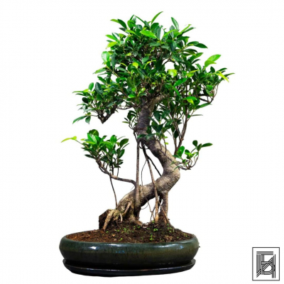 Бонсай Баньян 30 лет