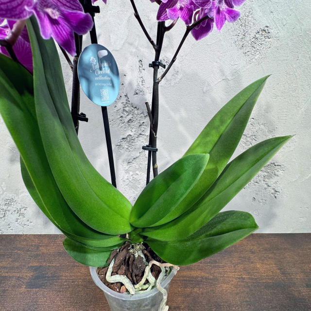 Полосатая Орхидея Фаленопсис цвета фуксии D12
