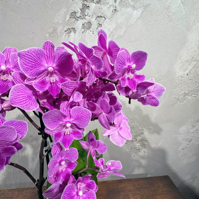 Полосатая Орхидея Фаленопсис цвета фуксии D12
