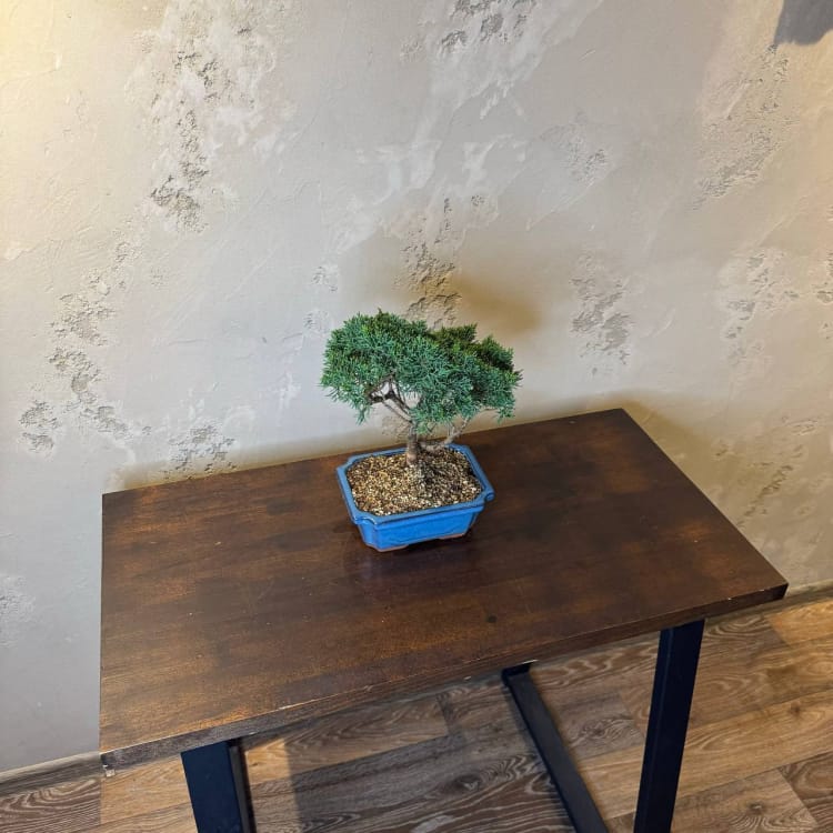 Бонсай Можжевельник Chinensis 30 лет