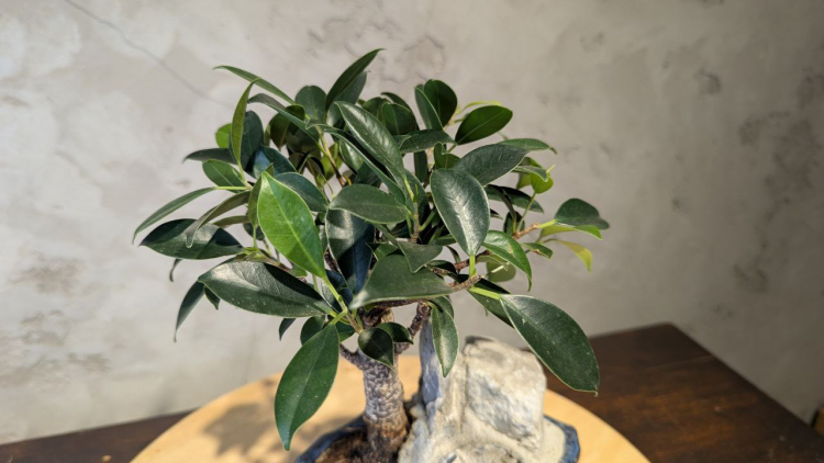 Бонсай - Баньян с прямым стволом со скалой 30 см