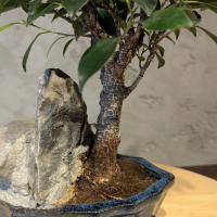 Бонсай - Баньян с прямым стволом со скалой 30 см
