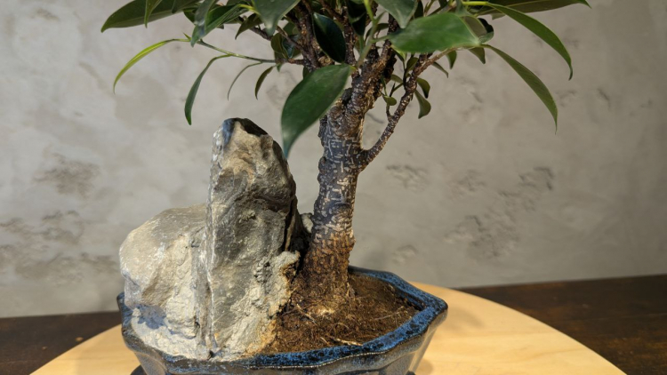 Бонсай - Баньян с прямым стволом со скалой 30 см