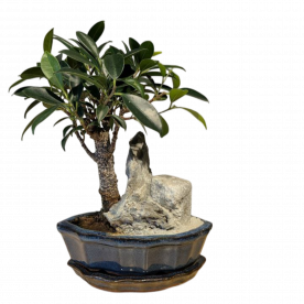 Бонсай - Баньян с прямым стволом со скалой 30 см