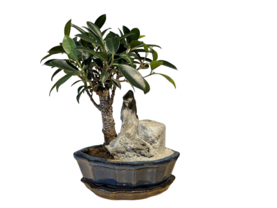 Бонсай - Баньян с прямым стволом со скалой 30 см