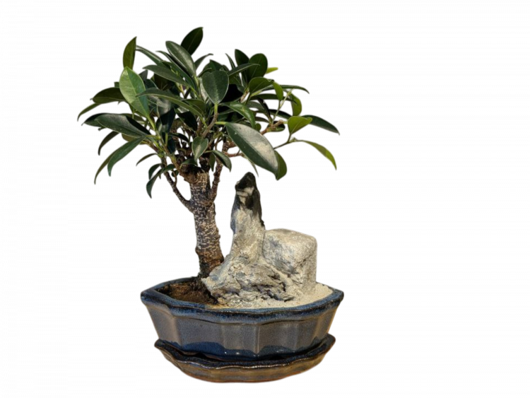 Бонсай - Баньян с прямым стволом со скалой 30 см
