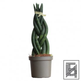 Сансевиерия цилиндрическая D9