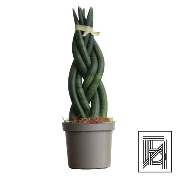 Сансевиерия цилиндрическая D9