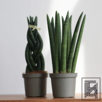 Сансевиерия цилиндрическая D9