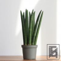 Сансевиерия цилиндрическая D9