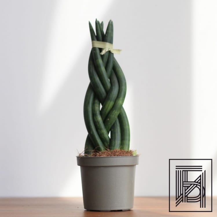 Сансевиерия цилиндрическая D9