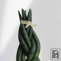 Сансевиерия цилиндрическая D9