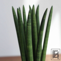 Сансевиерия цилиндрическая D9