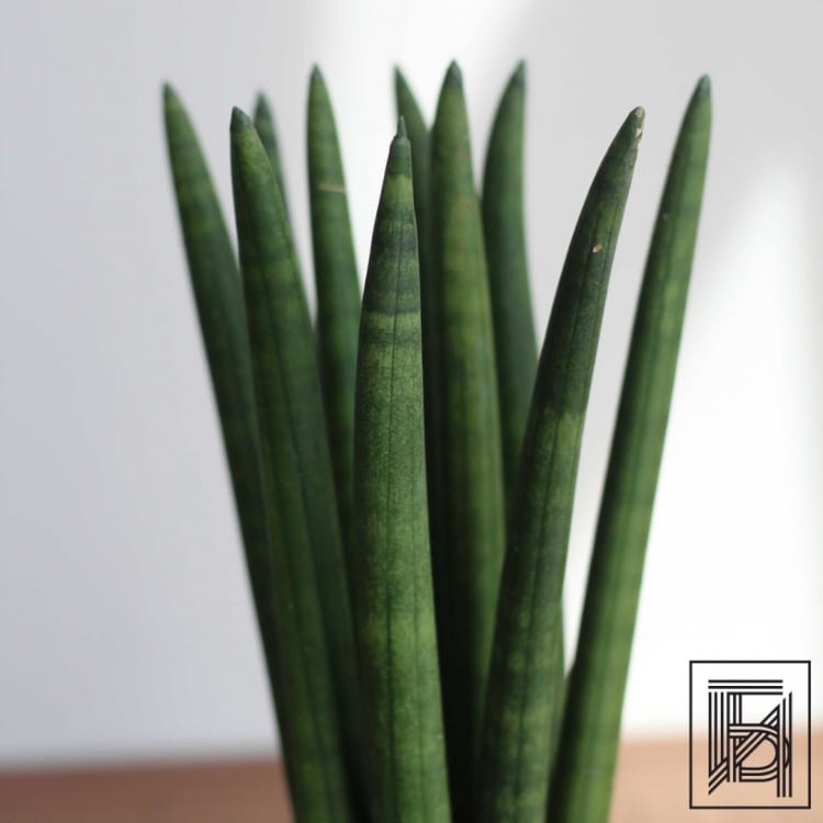 Сансевиерия цилиндрическая D9