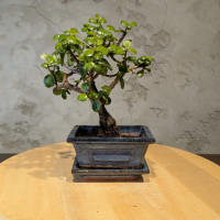 Бонсай Денежное Дерево 25 см