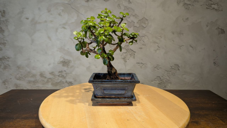 Бонсай Денежное Дерево 25 см