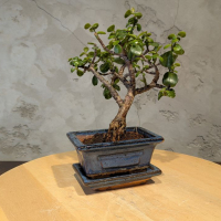 Бонсай Денежное Дерево 25 см