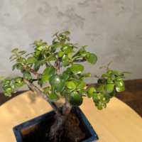 Бонсай Денежное Дерево 25 см