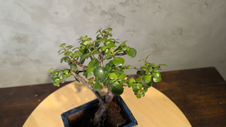 Бонсай Денежное Дерево 25 см