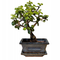 Бонсай Денежное Дерево 25 см