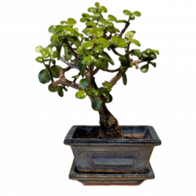Бонсай Денежное Дерево 25 см