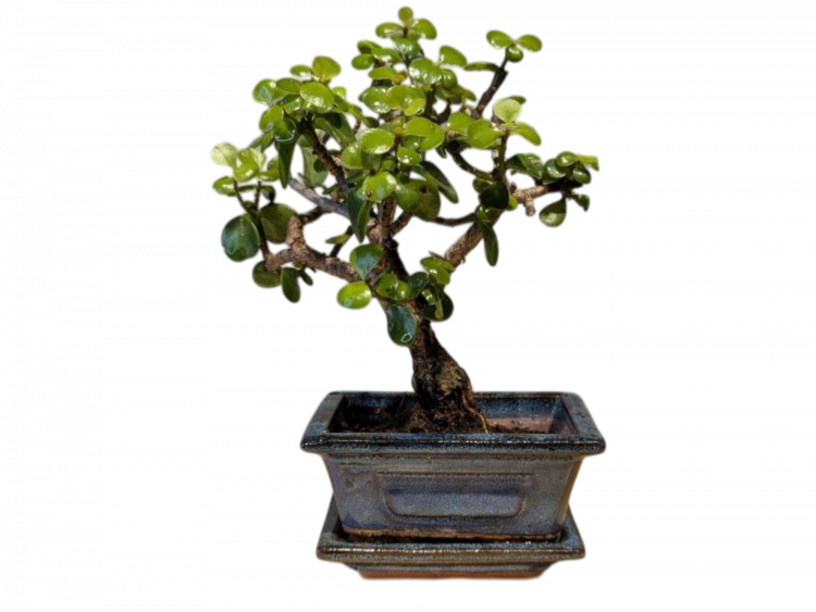 Бонсай Денежное Дерево 25 см