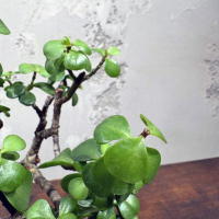 Бонсай Денежное Дерево 25 см