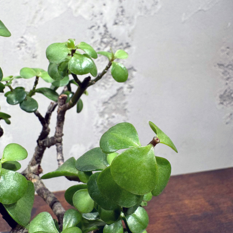 Бонсай Денежное Дерево 25 см