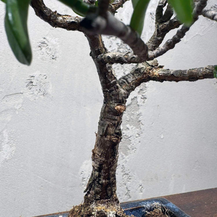 Бонсай Денежное Дерево 25 см