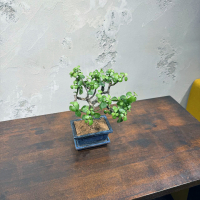 Бонсай Денежное Дерево 25 см