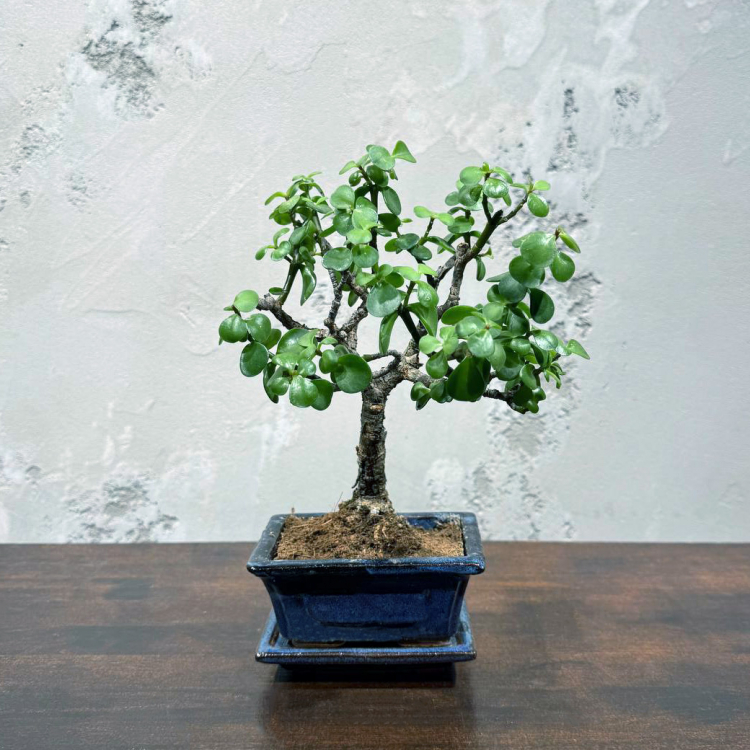 Бонсай Денежное Дерево 25 см