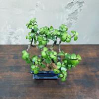 Бонсай Денежное Дерево 25 см