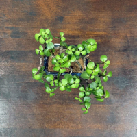 Бонсай Денежное Дерево 25 см