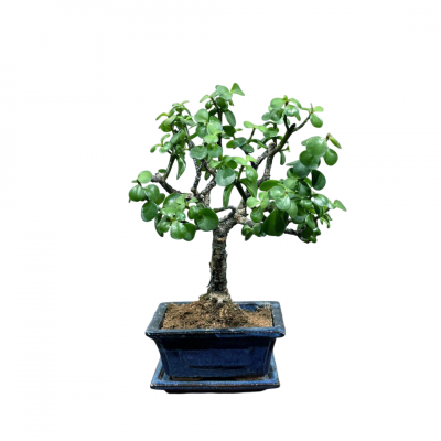 Бонсай Денежное Дерево 25 см