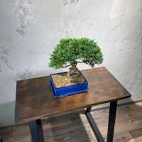 Бонсай Можжевельник Коллекционный Бонсай Можжевельник Коллекционный