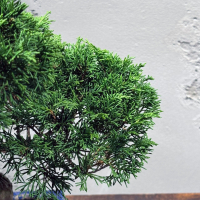 Бонсай Можжевельник Коллекционный Бонсай Можжевельник Коллекционный