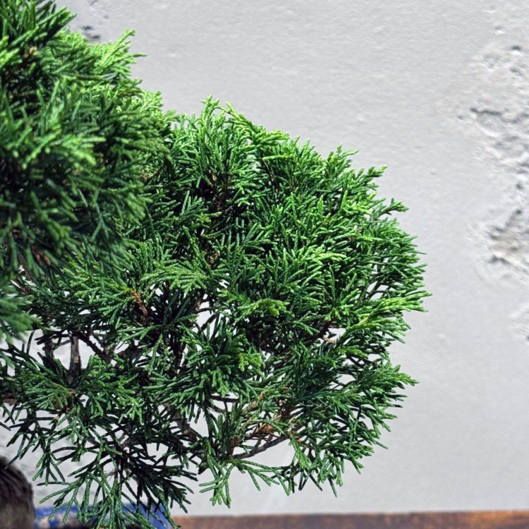 Бонсай Можжевельник Коллекционный Бонсай Можжевельник Коллекционный