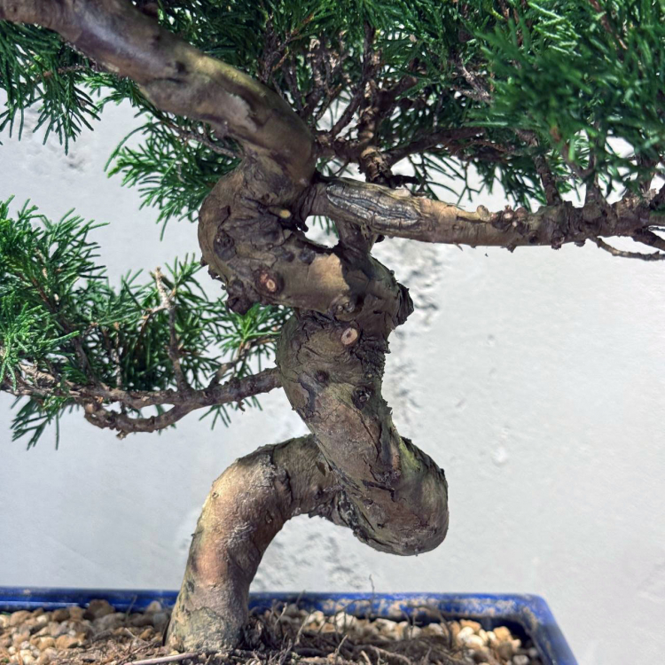 Бонсай Можжевельник Коллекционный Бонсай Можжевельник Коллекционный