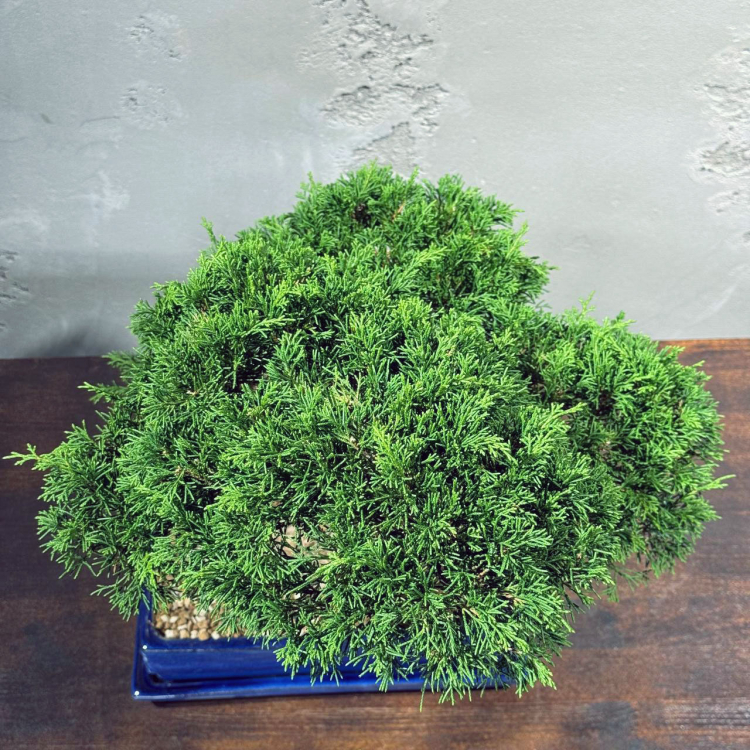 Бонсай Можжевельник Коллекционный Бонсай Можжевельник Коллекционный