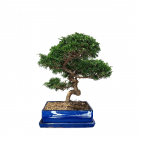 Бонсай Можжевельник Коллекционный Бонсай Можжевельник Коллекционный
