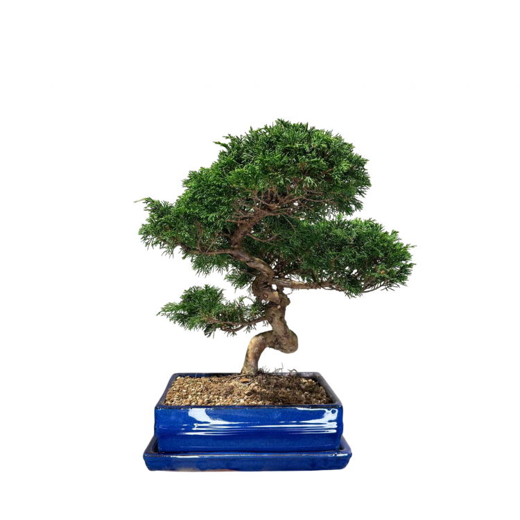 Бонсай Можжевельник Коллекционный Бонсай Можжевельник Коллекционный