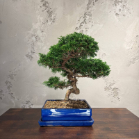 Бонсай Можжевельник Коллекционный Бонсай Можжевельник Коллекционный
