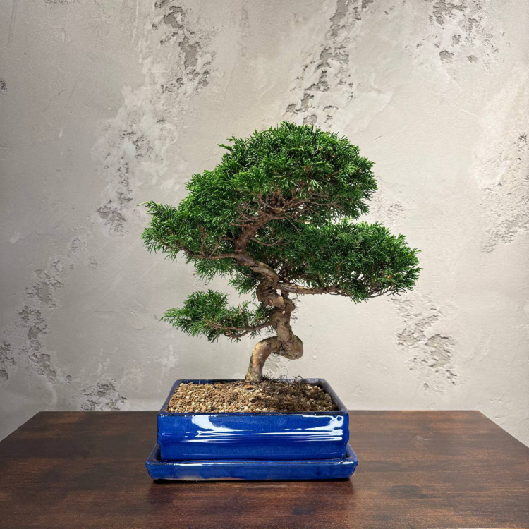 Бонсай Можжевельник Коллекционный Бонсай Можжевельник Коллекционный